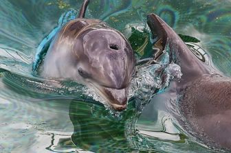 polemica-destino-orche-delfini-marineland