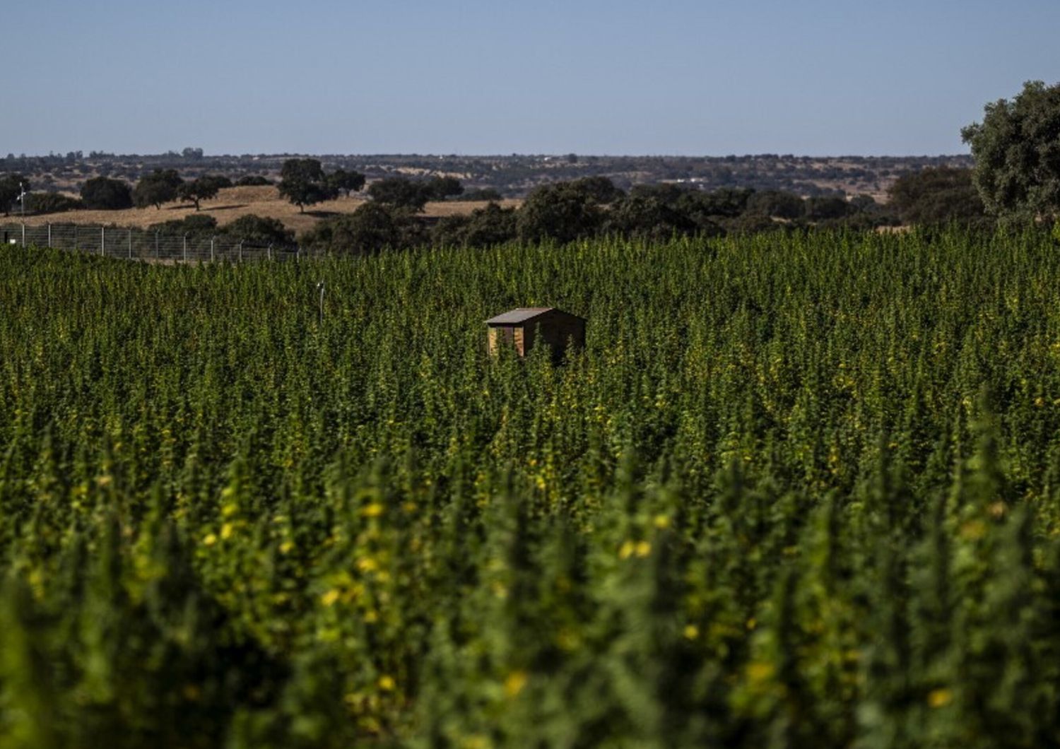 operazione-antidroga-giardini-hevsel-distrutte-piante-marijuana