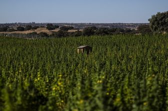 operazione-antidroga-giardini-hevsel-distrutte-piante-marijuana