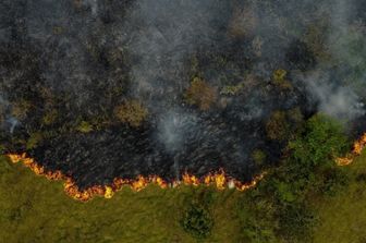 deforestazione incendi distruzione foreste dati