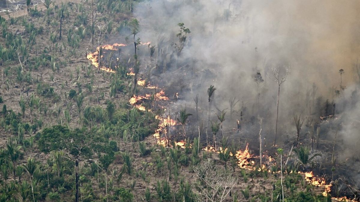 Global Forest Watch