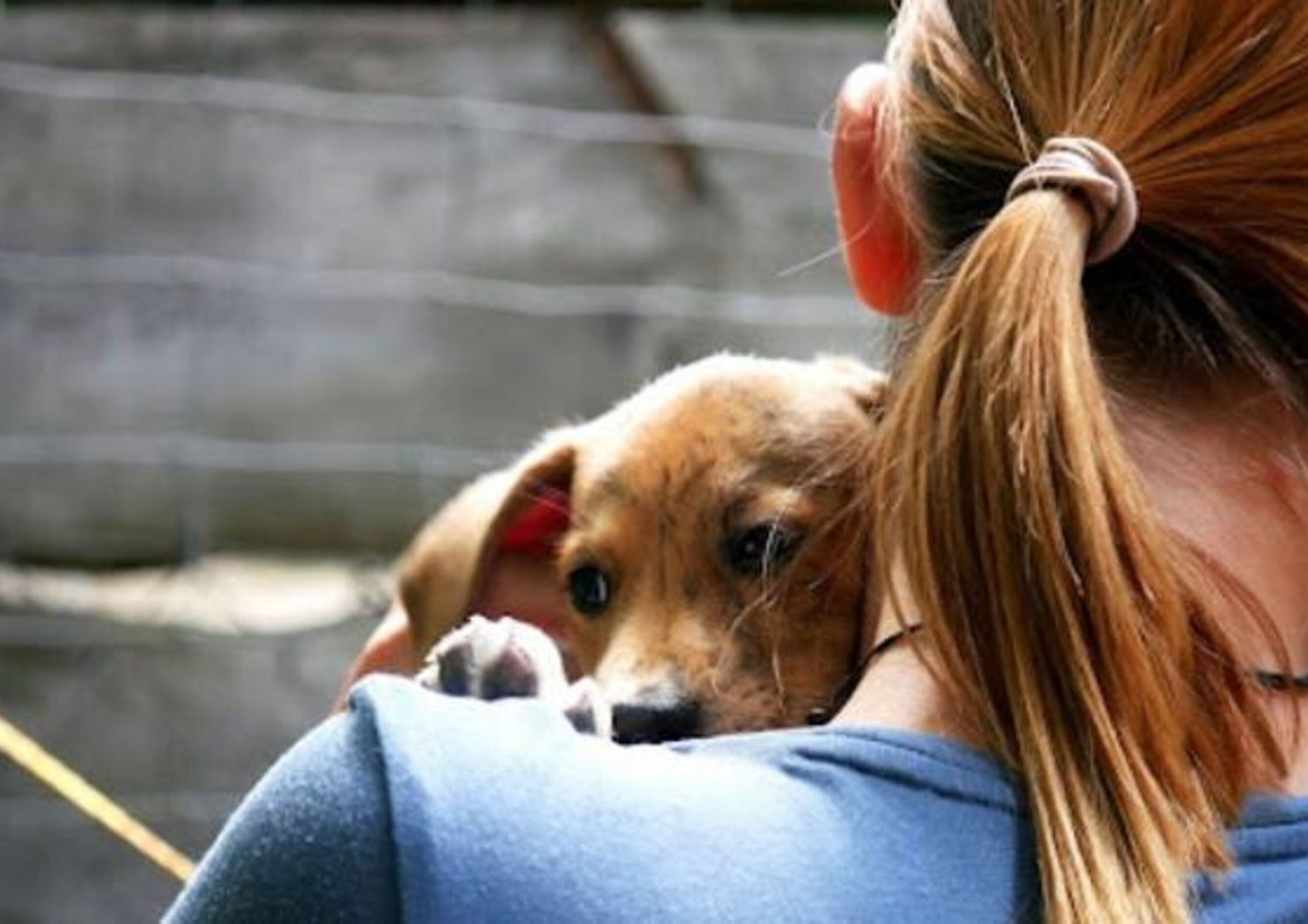 Avere un cane ridefinisce la genitorialità