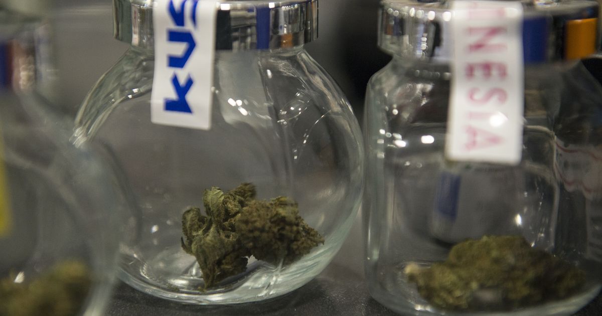 cannabis arrestato il segretario dei radicali italiani blengino