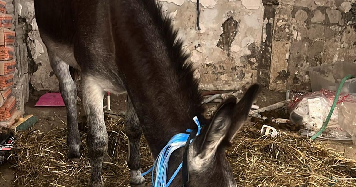 l asino addobbato per la festa del napoli 