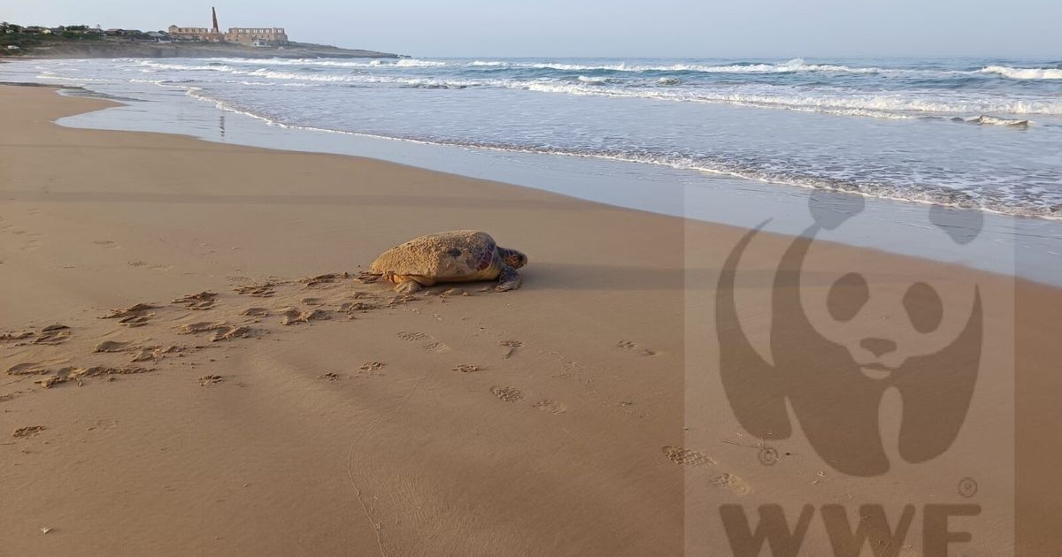 in sicilia tre nuovi nidi di tartarughe marine 