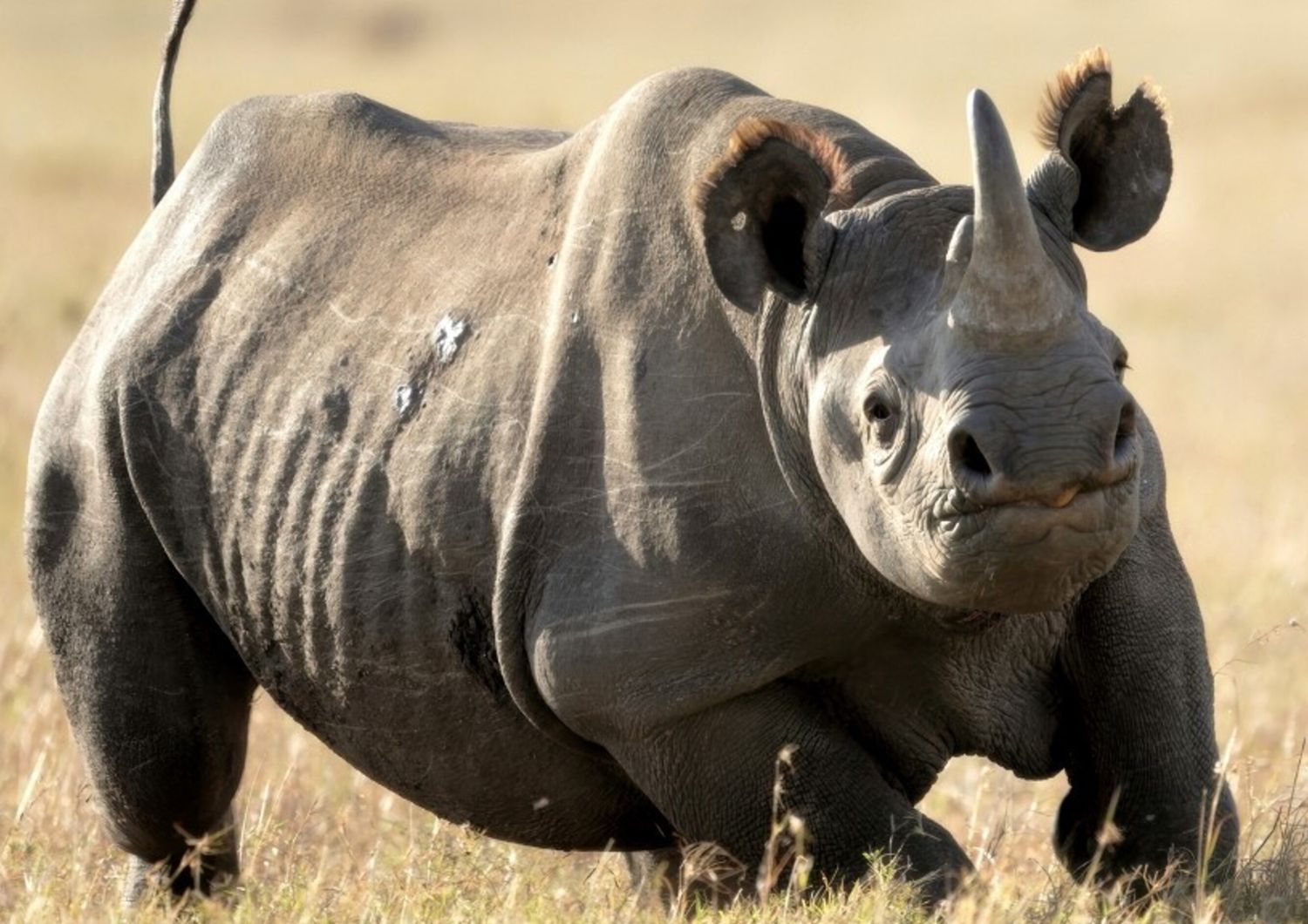 Il Kenya costruirà uno dei più grandi santuari per rinoceronti al mondo