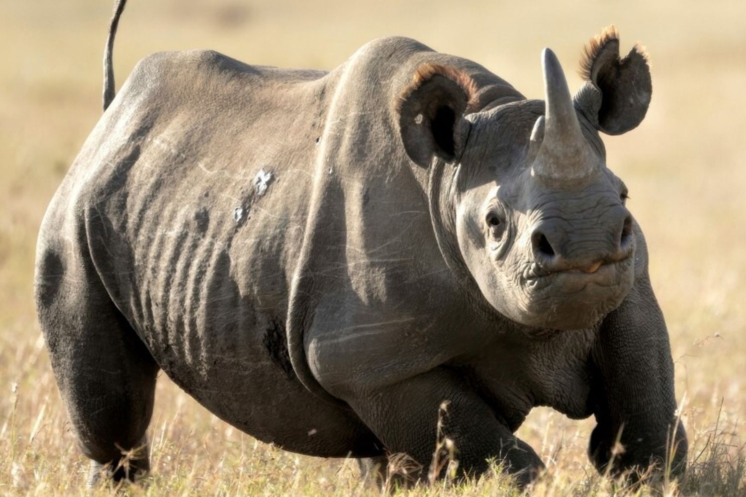 Rinoceronti