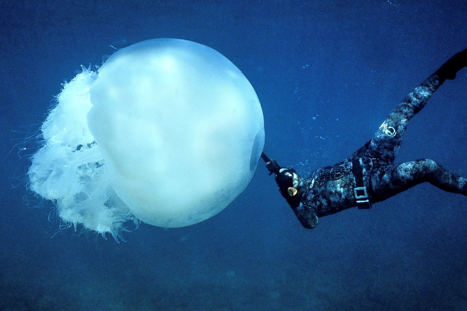 Una medusa gigante fotografata al largo delle coste libanesi