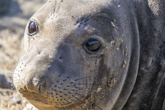 Elefante marino