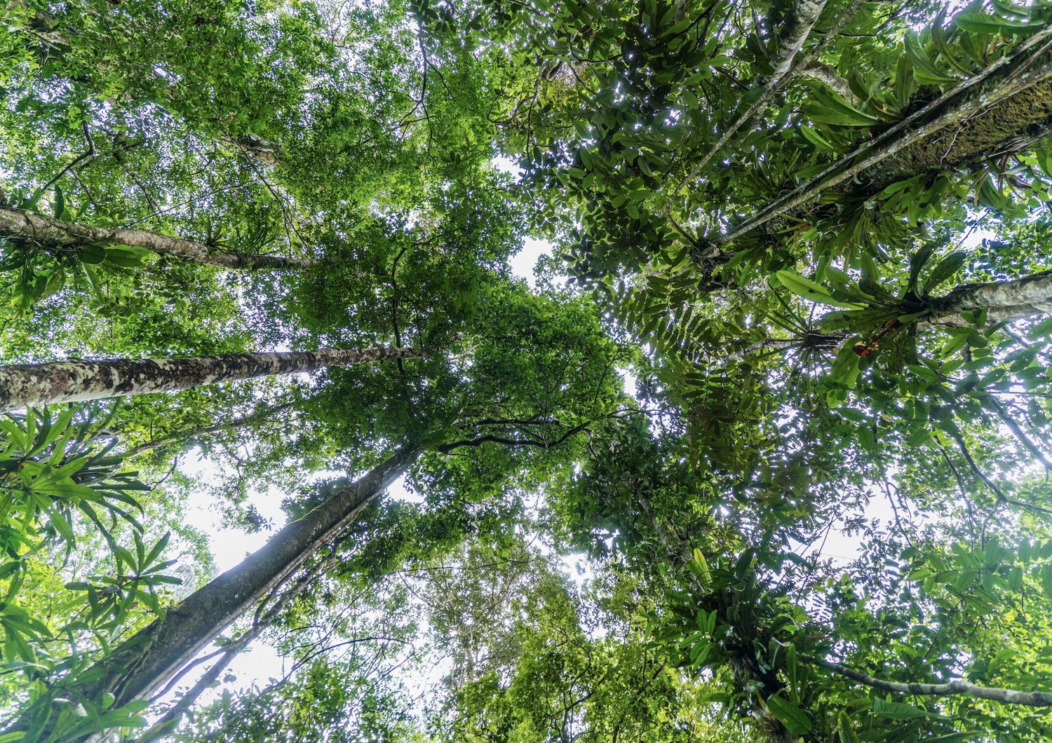 Wwf e deforertazione
