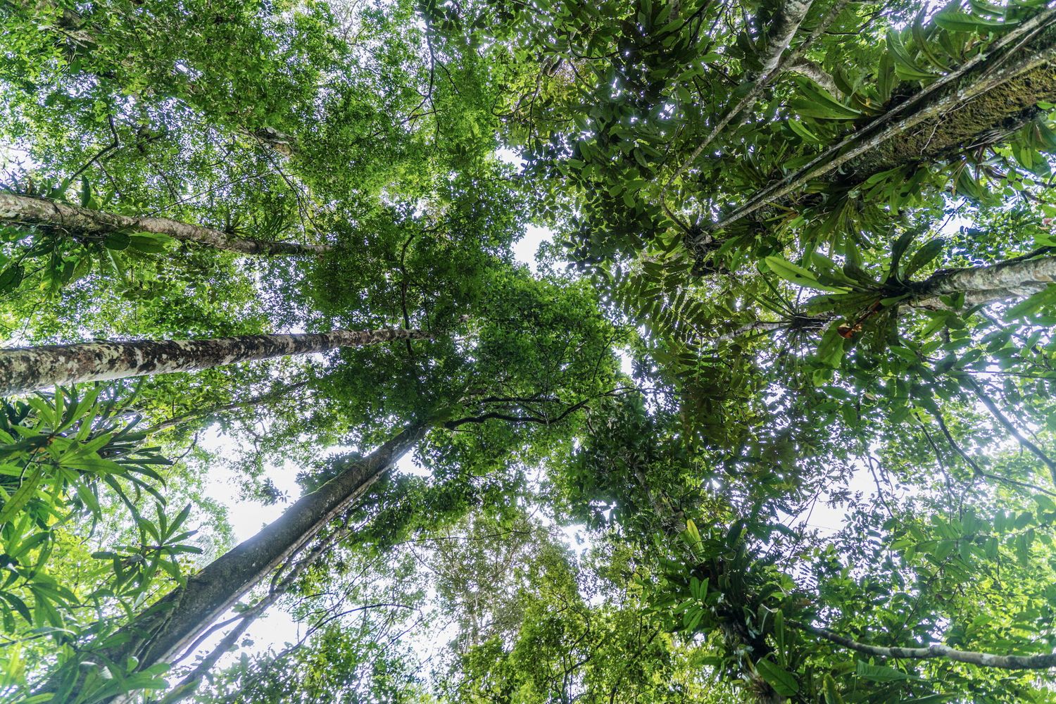 Wwf e deforertazione