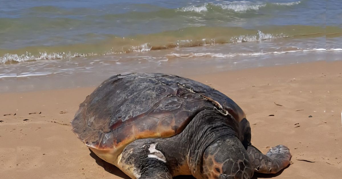 Elica di una imbarcazione uccide una splendida tartaruga a Porto Empedocle