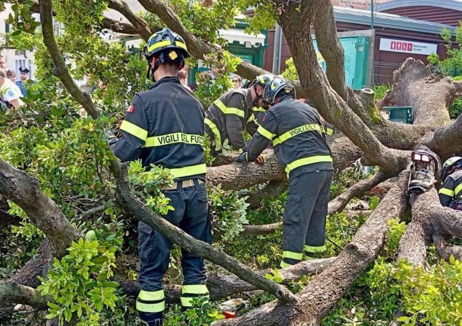 Venezia, cade un albero a piazzale Roma