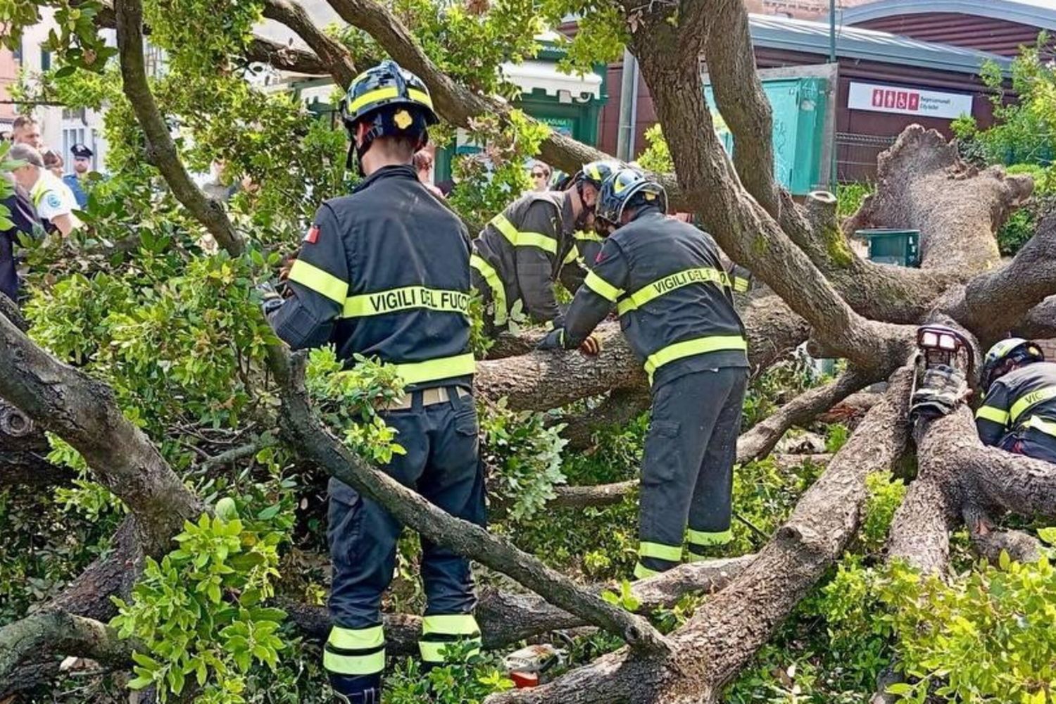 Venezia, cade un albero a piazzale Roma