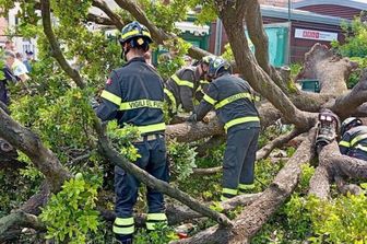Venezia, cade un albero a piazzale Roma
