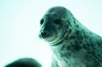 Foche, studi scientifici