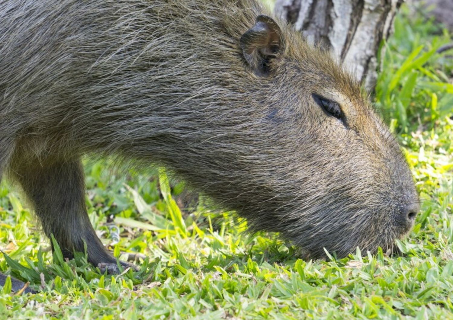 Capibara