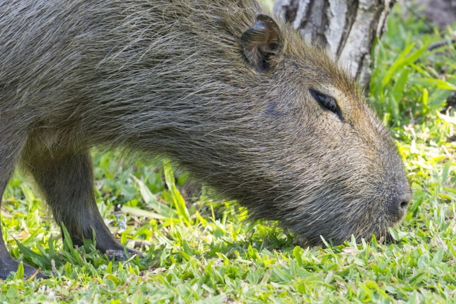 Capibara