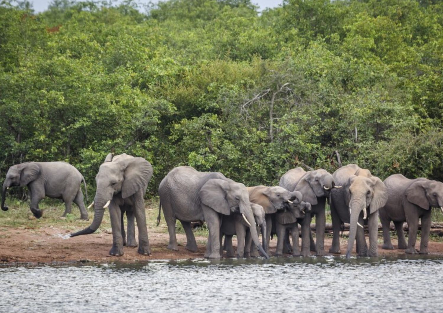 Elefanti in Zimbabwe