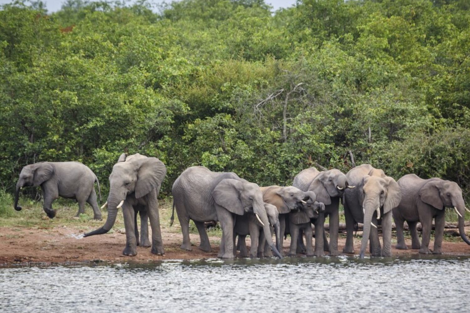Elefanti in Zimbabwe