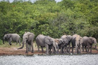 Elefanti in Zimbabwe
