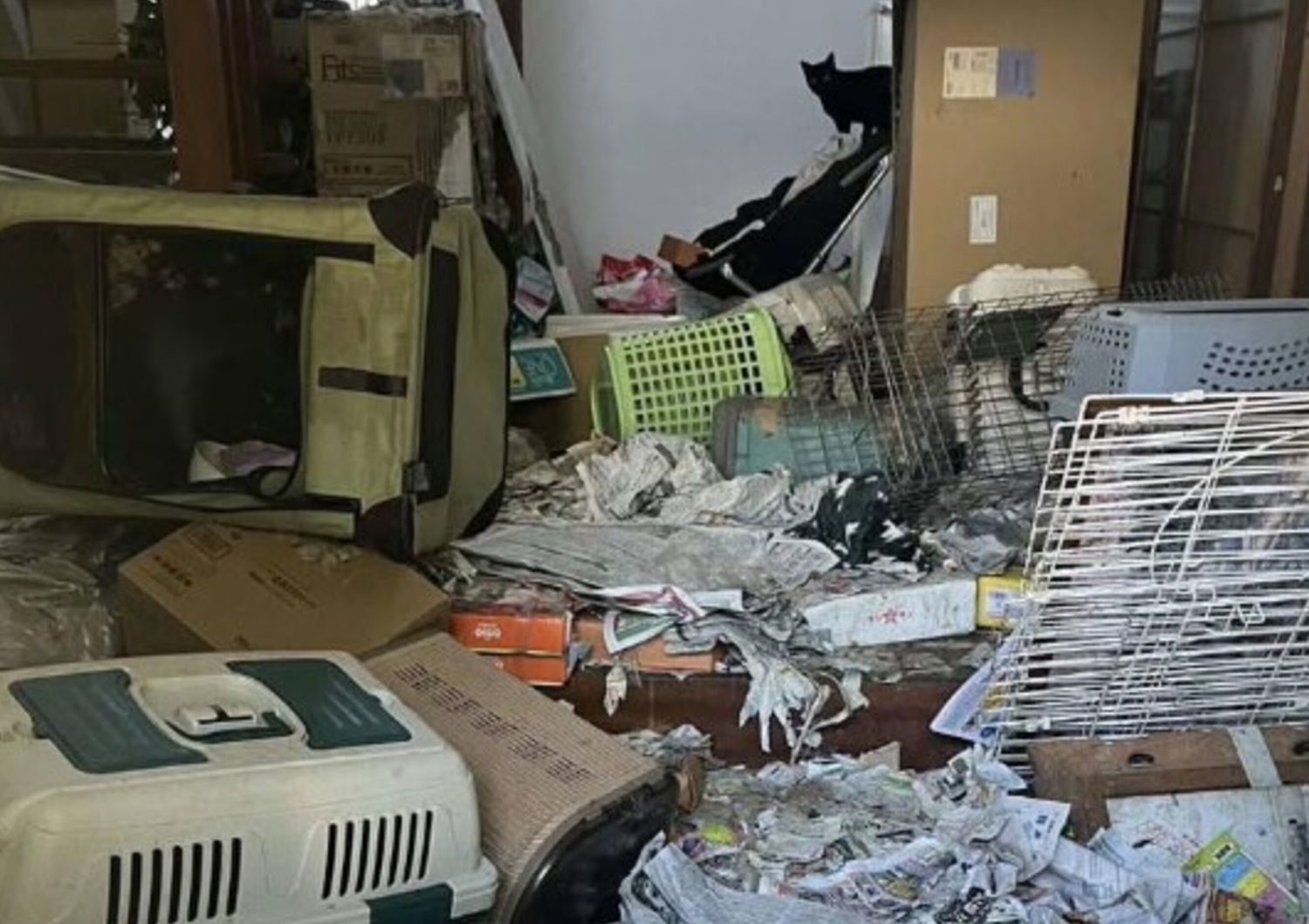 100 gatti morti trovati in casa volontaria animalista