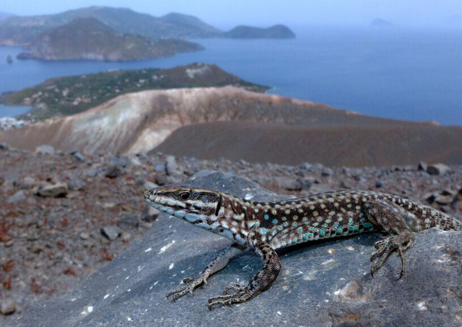 Le lucertole delle Eolie tornano a Salina