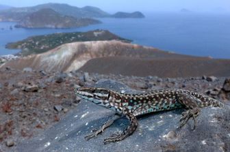 Le lucertole delle Eolie tornano a Salina