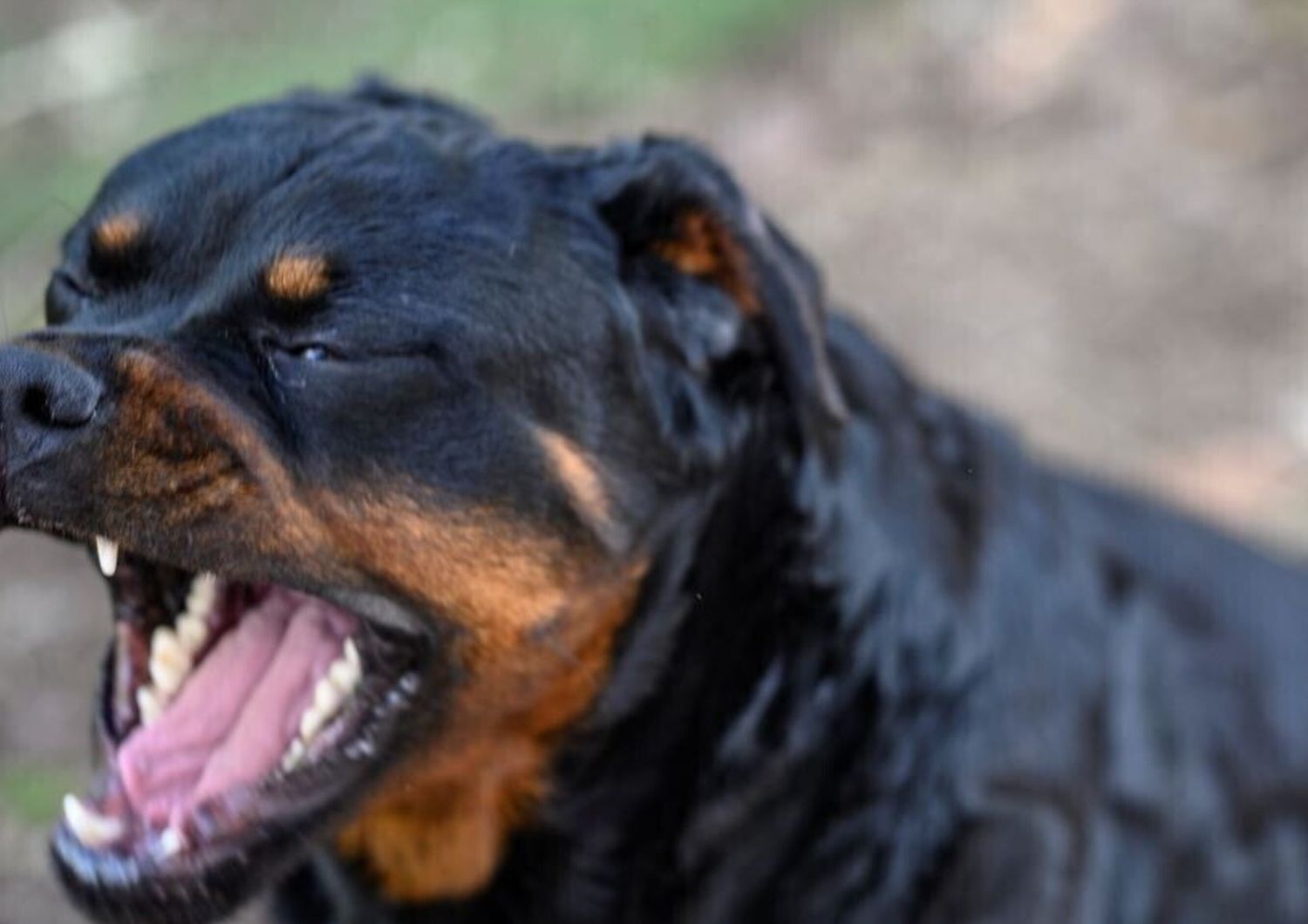 cane rottweiler