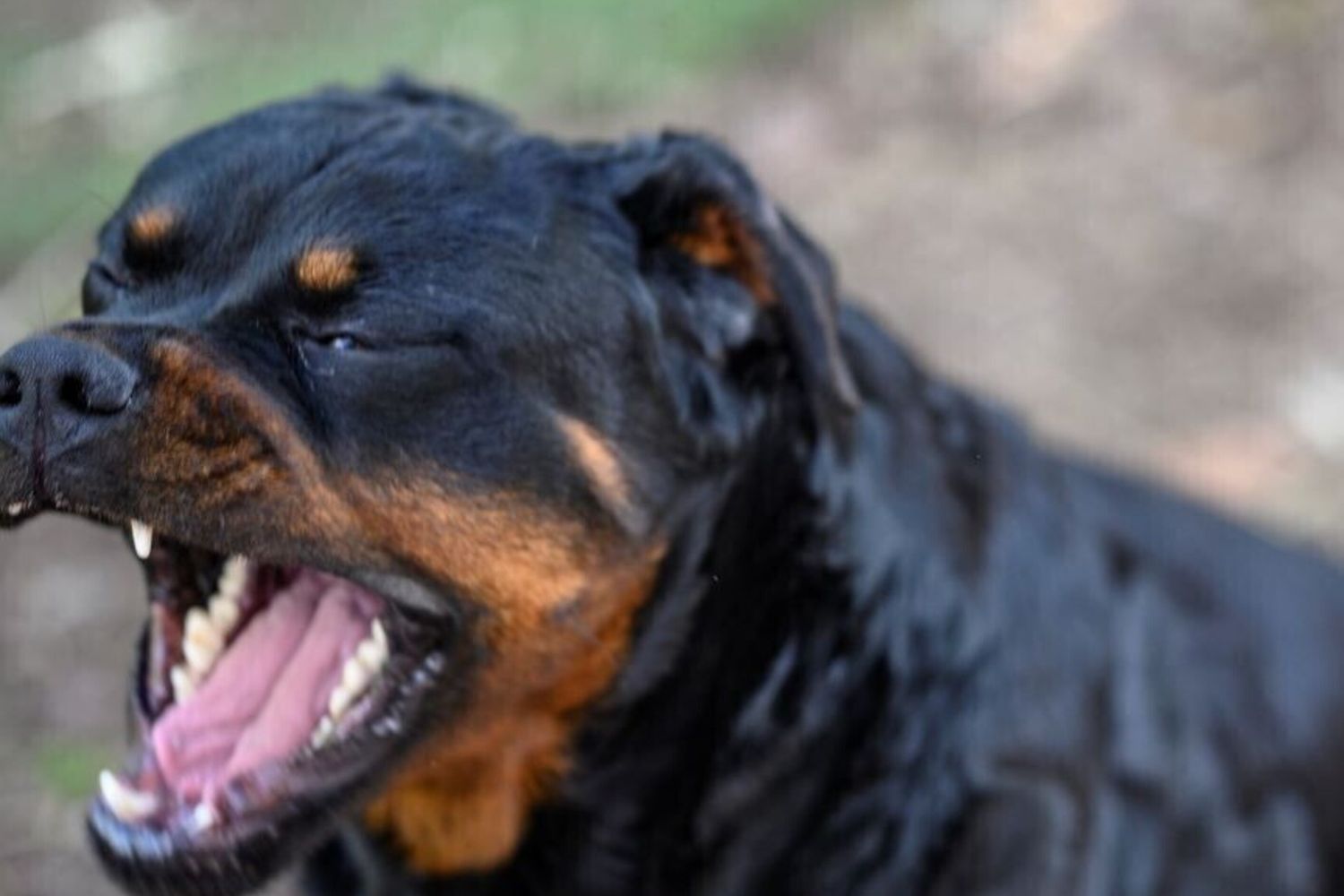 cane rottweiler