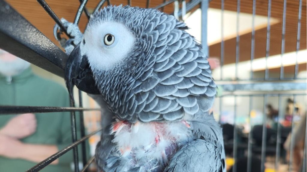 Dopo 7 anni è stato ritrovato Gino, il pappagallo cenerino