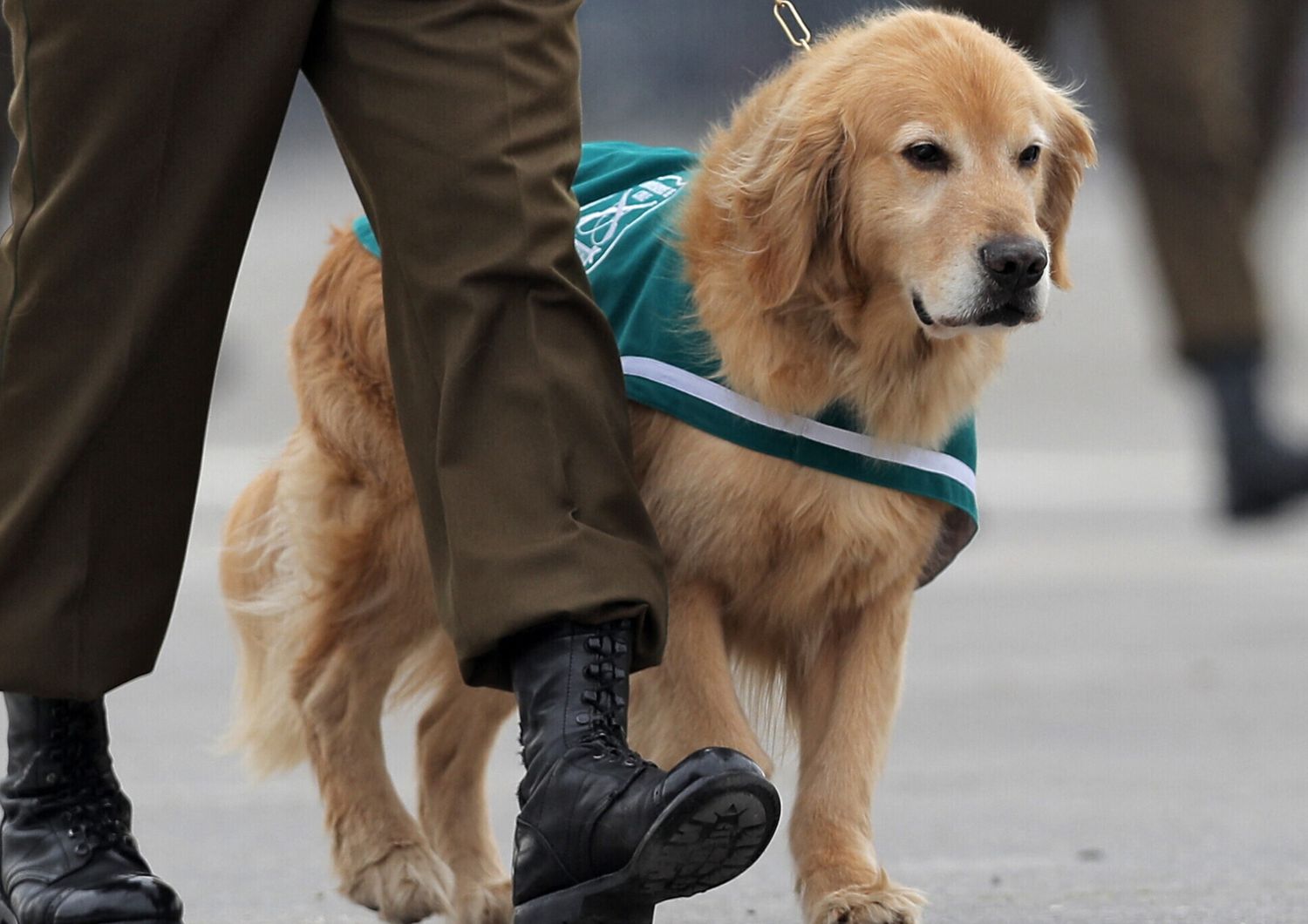 Per i cani poliziotto gi&agrave; in servizio &egrave; prevista un uniforme verde