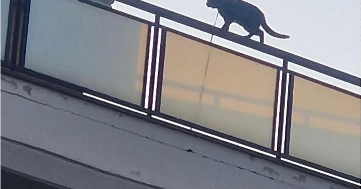 Gatto legato e lanciato dal balcone. Fa discutere la riassegnazione al proprietario