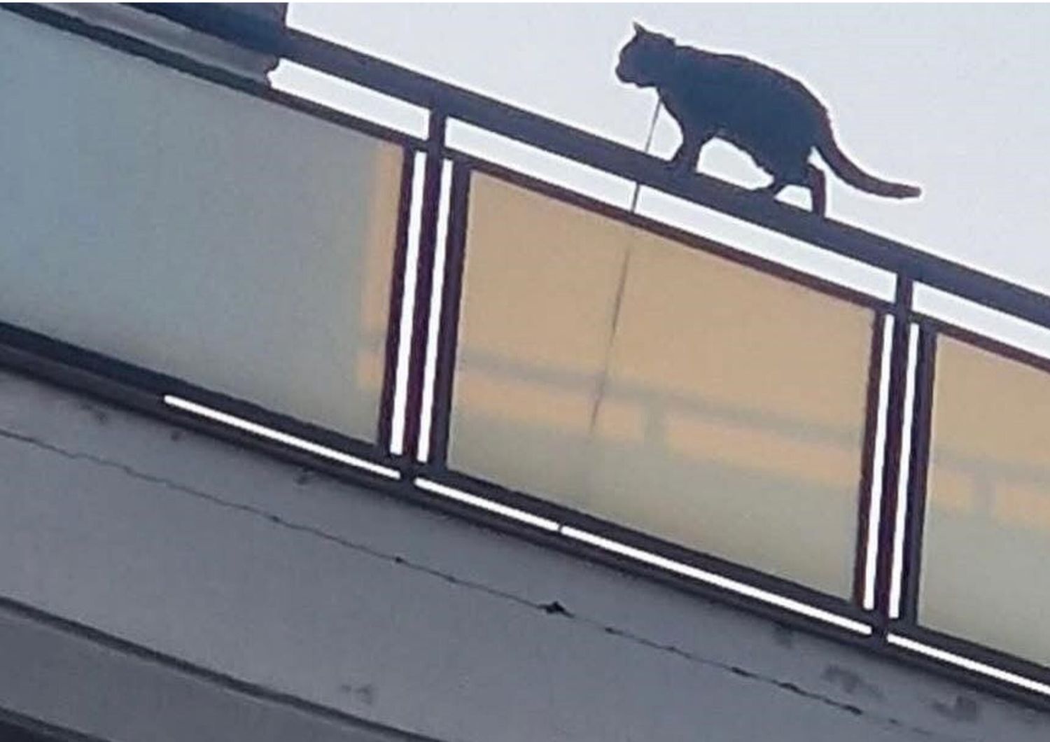 gatto legato e lanciato dal balcone a roma riassegnato proprietario