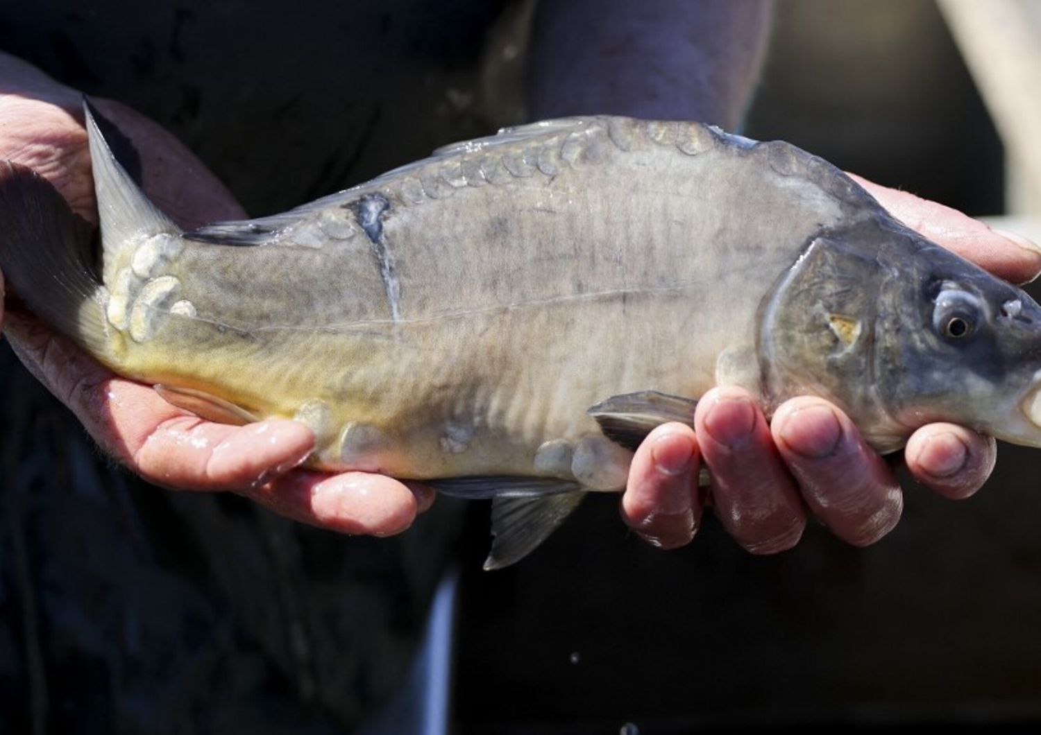 Pesce