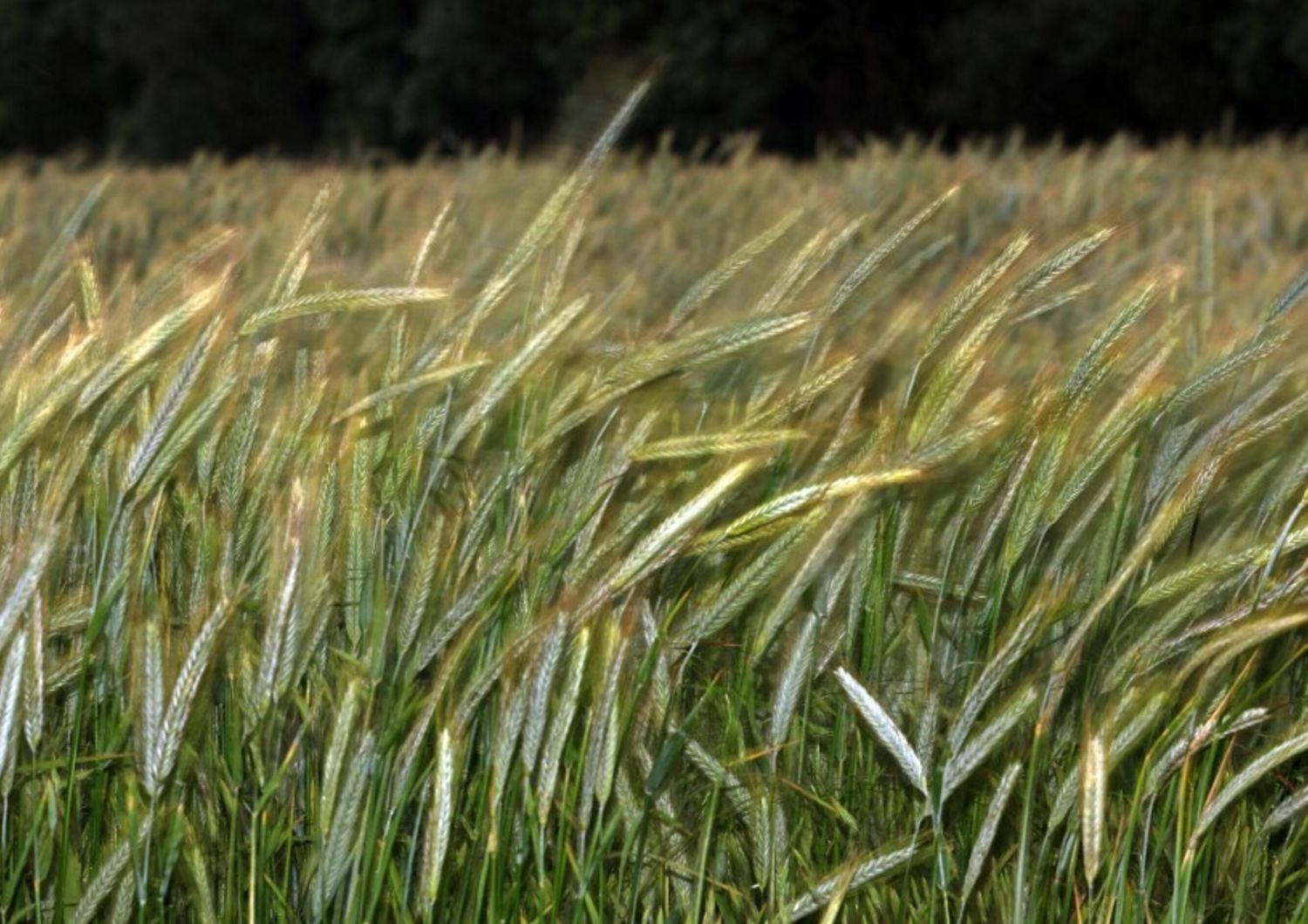 Agroalimentare, perno Sud