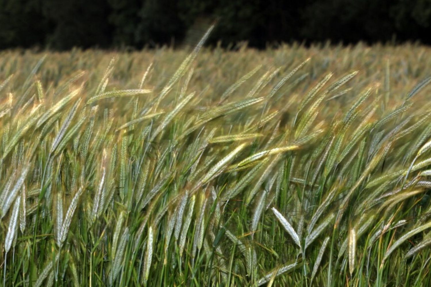 Agroalimentare, perno Sud