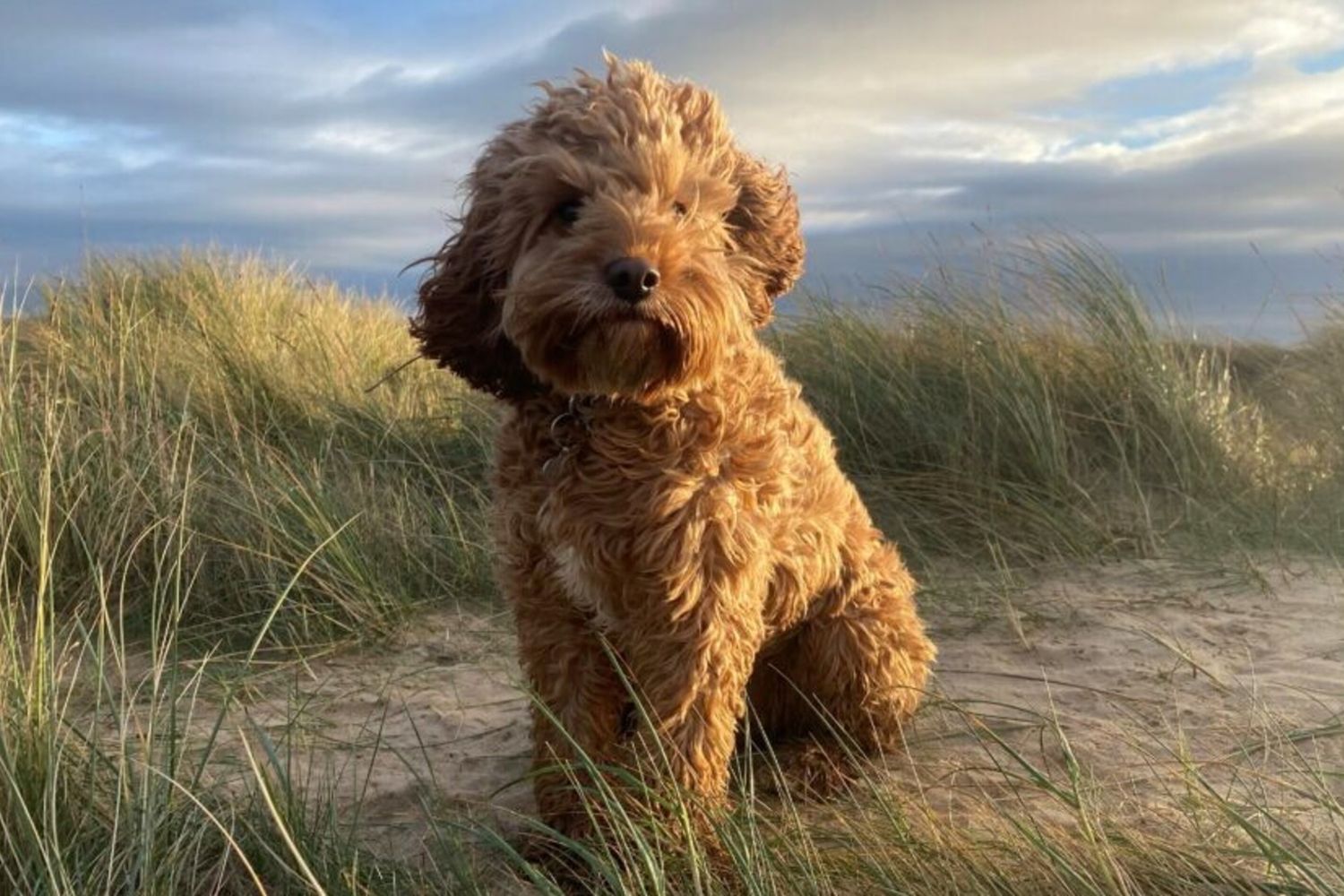 La diarrea nei cani: ecco le razze più a rischio