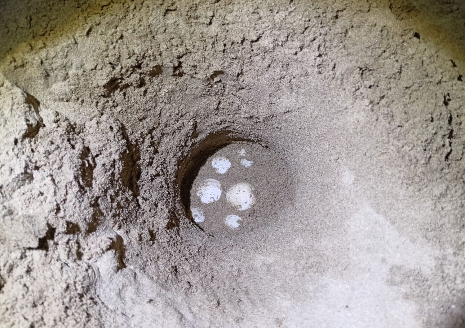 Le uova depositate sulla spiaggia del Circeo