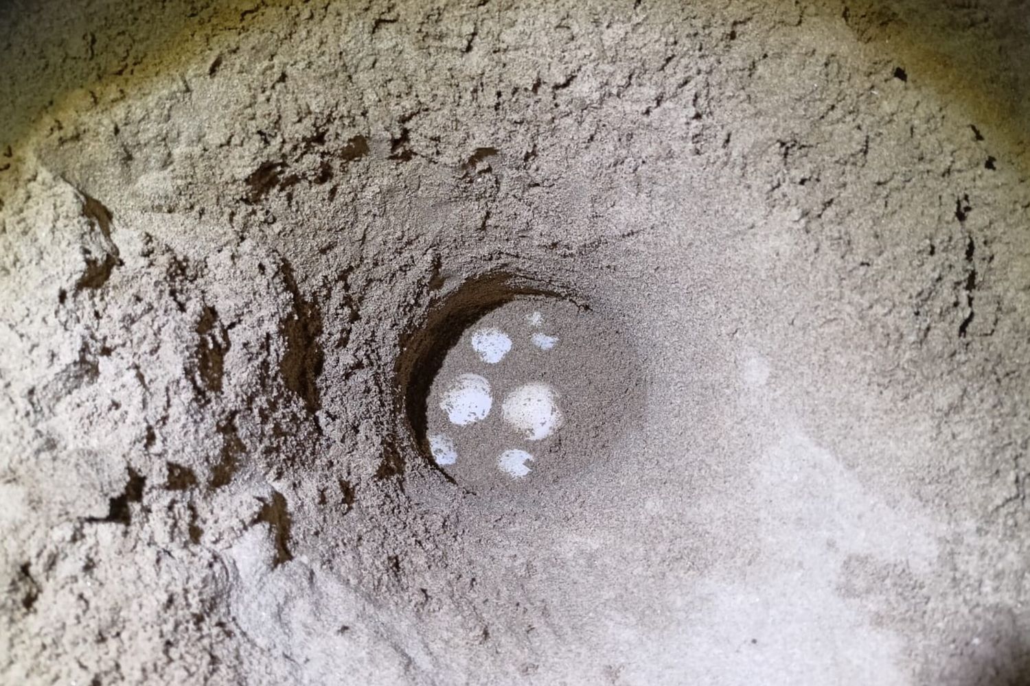 Le uova depositate sulla spiaggia del Circeo