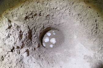 Le uova depositate sulla spiaggia del Circeo