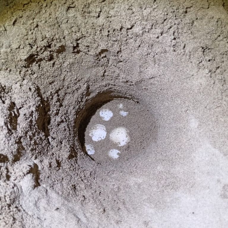 Le uova depositate sulla spiaggia del Circeo