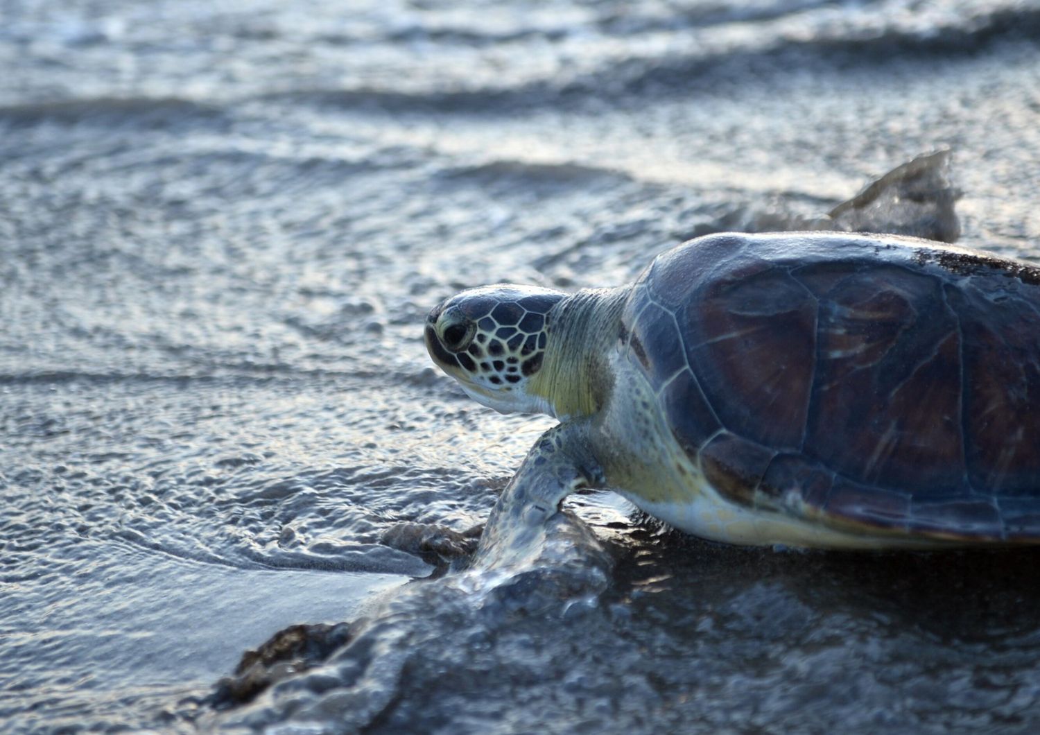 &nbsp;Tartaruga Caretta caretta