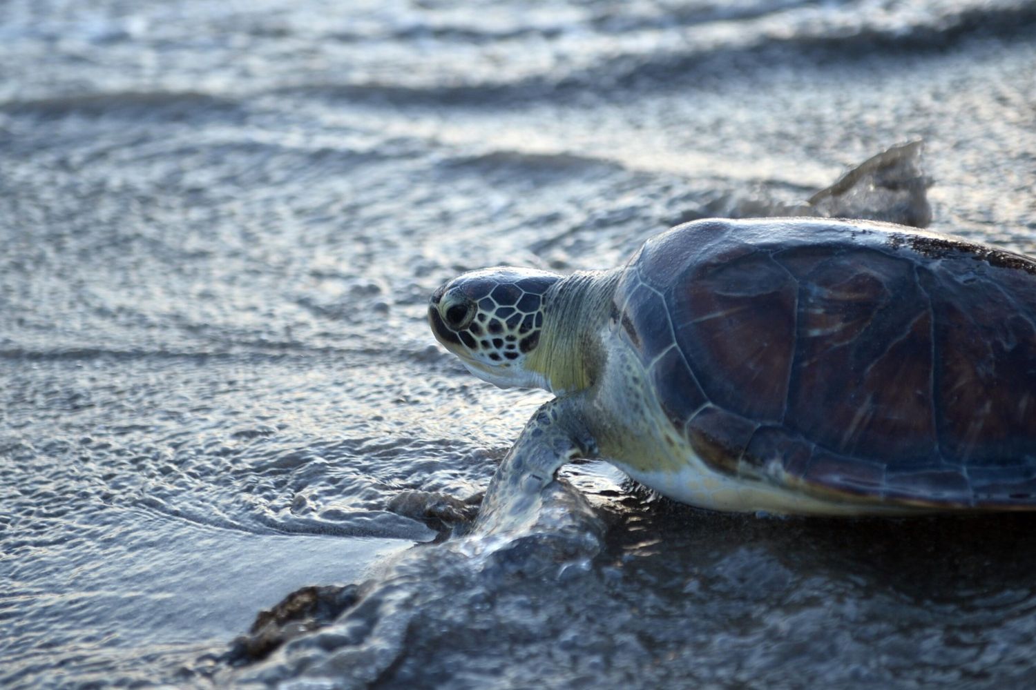 &nbsp;Tartaruga Caretta caretta