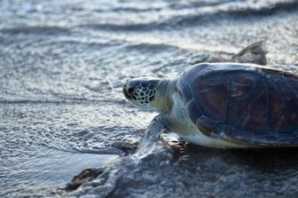 &nbsp;Tartaruga Caretta caretta