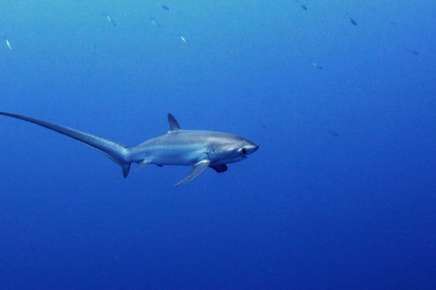 Bambina di 9 anni attaccata da uno squalo. E' allarme in Florida