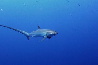 Bambina di 9 anni attaccata da uno squalo. E' allarme in Florida