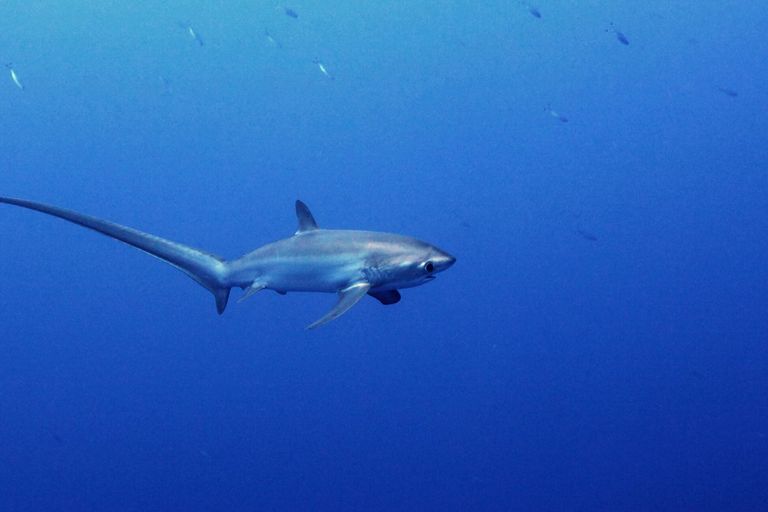Bambina di 9 anni attaccata da uno squalo. E' allarme in Florida