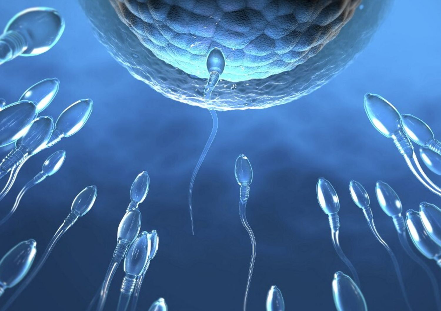 Spermatozoi