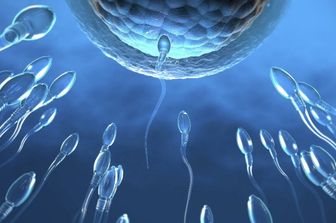 Spermatozoi